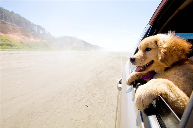 Driving with Pets and Receiving Car Accident Benefits if a Motor Vehicle Accident Occurs