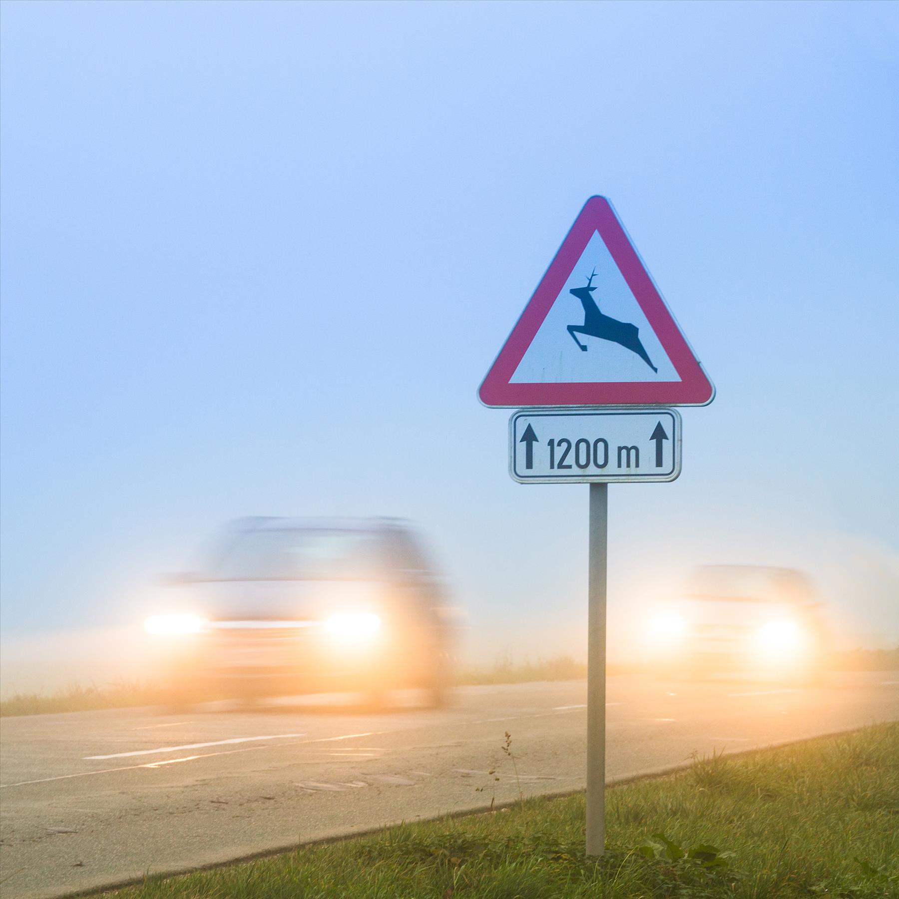 Hiring Injury Attorneys after an Accident with an Animal