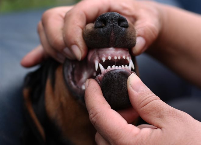 Levels of Dog Bite Injuries and Filing a Dog Bite Lawsuit with the Help of a Toronto Personal Injury Lawyer