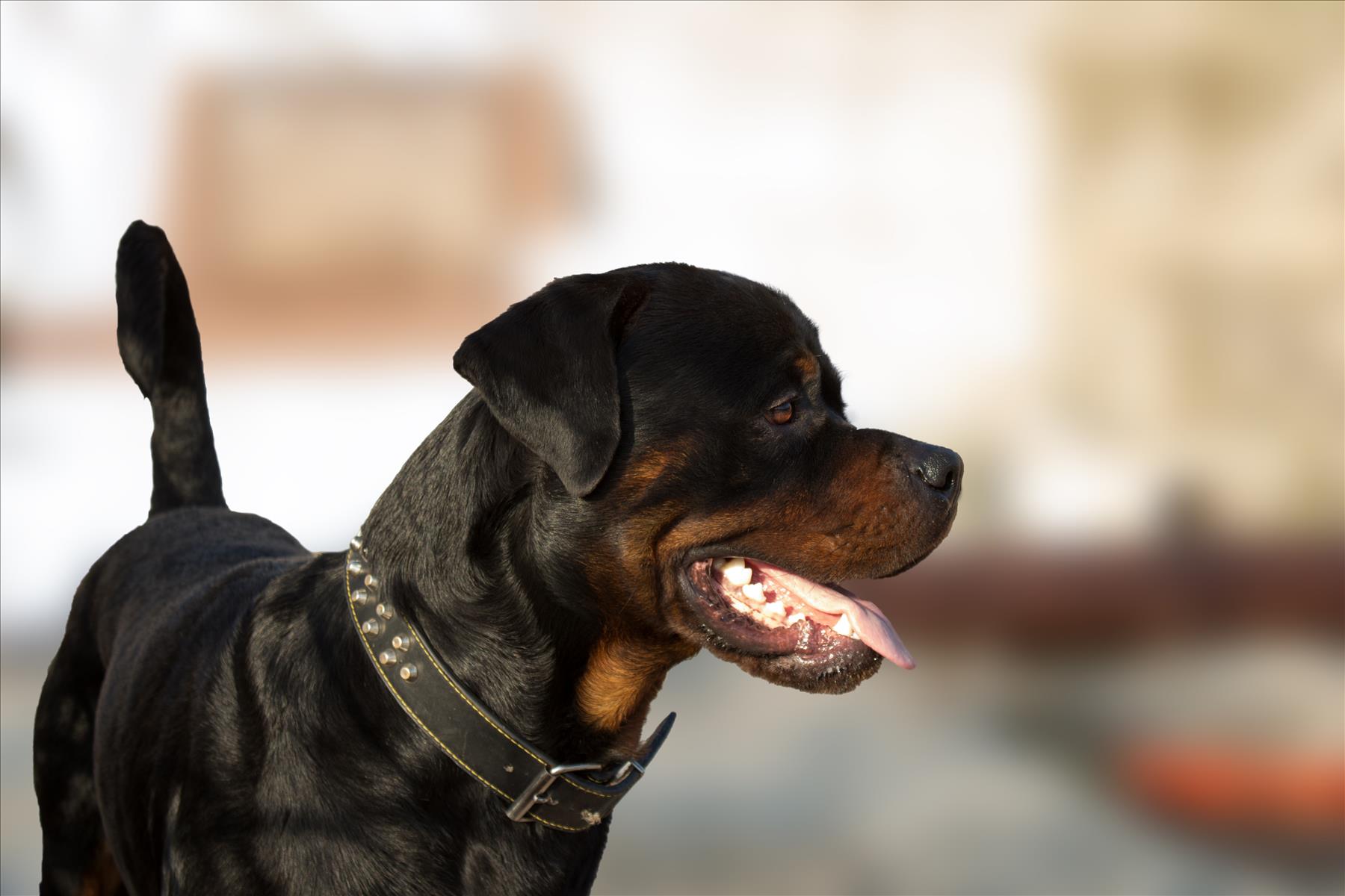 Filing a Dog Bite Lawsuit after a Serious Dog Bite Occurs