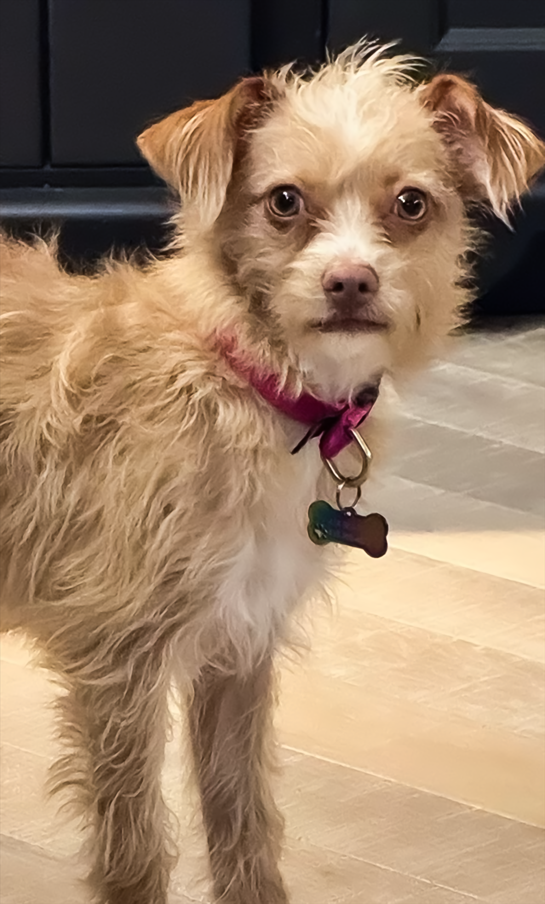 Introducing our newest team member - Gemma!