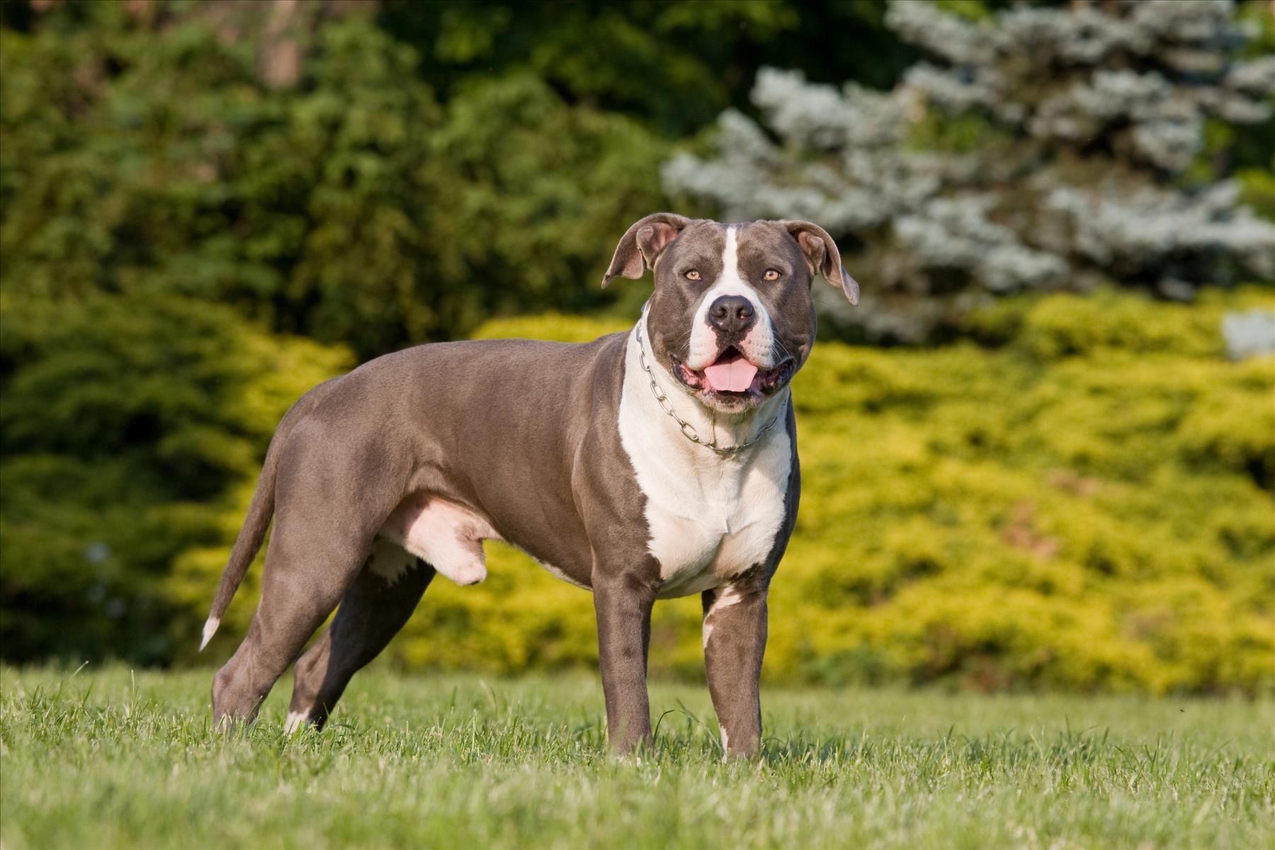 Hiring a Dog Bite Accident Lawyer after a Pit Bull Attacks